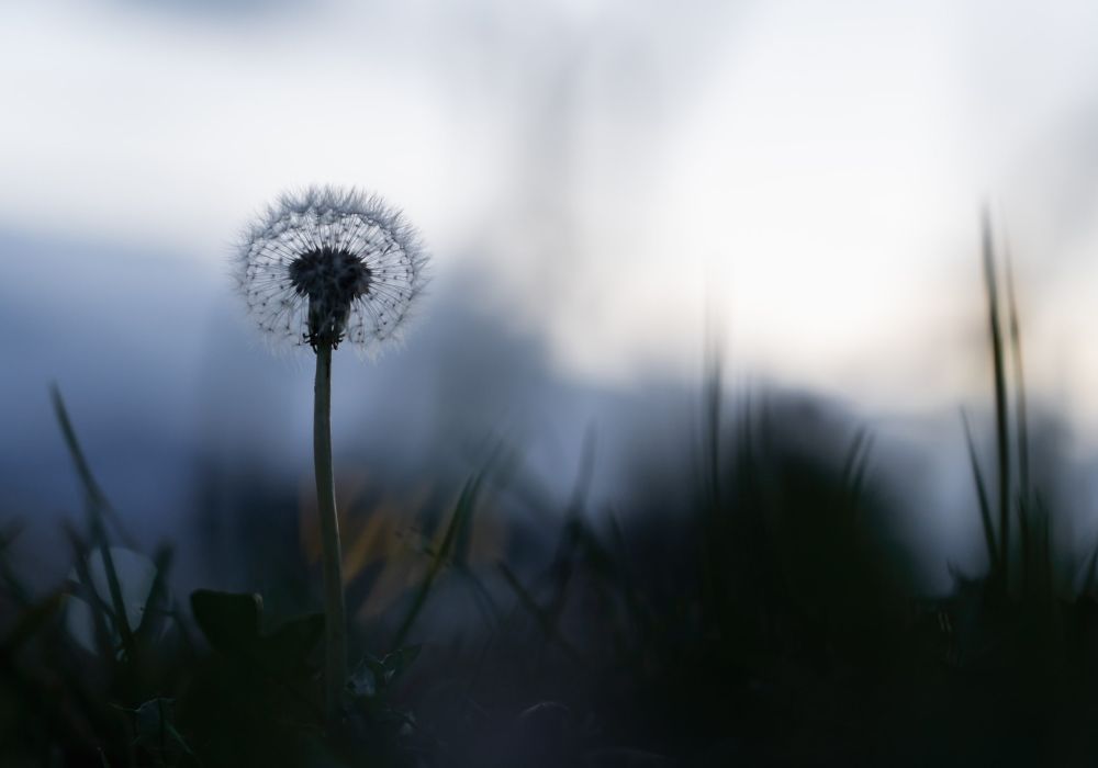 Eine Pusteblume in der kühlen Dämmerung symbolisiert die Leichtigkeit und Lebensfreude auf Ihrer Fastenwoche.